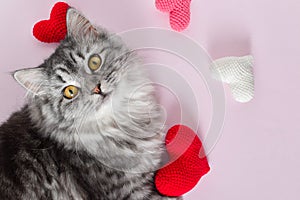 A cute gray cat lies next to knitted hearts and looks straight into the frame. Love for pets. valentine's day