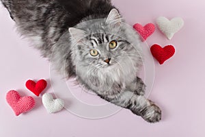 A cute gray cat lies next to knitted hearts. Love for pets. Valentine's Day.