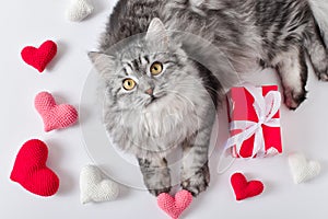 A cute gray cat lies next to knitted hearts. Love for pets. Valentine's Day. Flat lay.