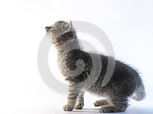 Cute gray cat looking up curiously