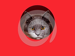 A cute gray cat peeking out of a hole on a red background. Concept, template, copy space