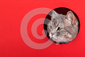 A cute gray cat peeking out of a hole on a red background. Concept, template, copy space