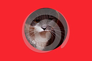 A cute gray cat peeking out of a hole on a red background. Concept, template, copy space