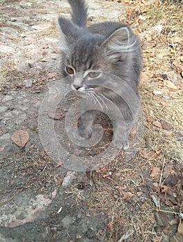 Cute gray cat posing outside