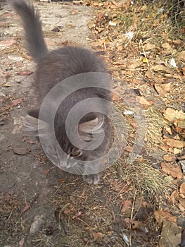 Cute gray cat posing outside