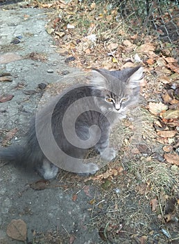 Cute gray cat posing outside