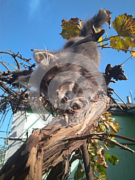 Cute gray cat posing outside