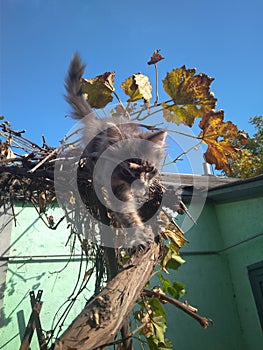 Cute gray cat posing outside