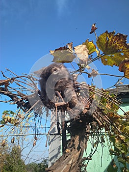 Cute gray cat posing outside