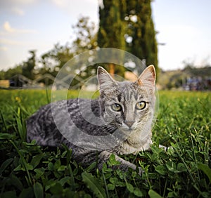 Cute gray cat puppy lying on the grass on a summer afternoon