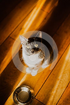 The cute gray cat is sitting at home on a wooden floor beside an empty bowl, signaling the need for food. The of feeding and