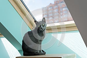 Cute gray cat sitting near the window. Portrait of elegant Russian Blue Cat.