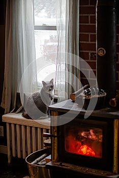 Cute gray cat sitting next to a fireplace wood stove