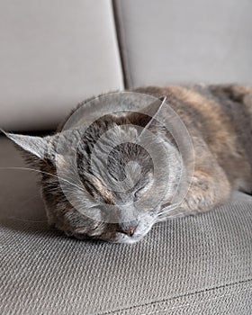 Cute gray cat sleeping on a sofa.
