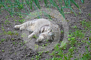 Cute gray cat walking in the garden beds