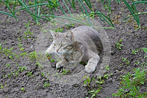 Cute gray cat walking in the garden beds