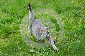 Cute gray cat walking in green grass