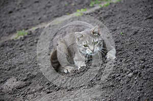 Cute gray cat walking on the ground
