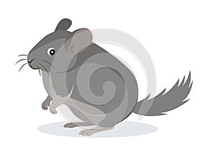 Cute gray chinchilla icon, fluffy pet, domestic animal, rodent, vector illustration