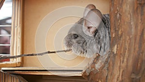 Cute gray chinchilla nibbling tree branch, man feedind mouse, concept pet care, rodent feeding