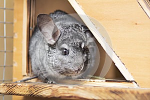 Cute gray chinchilla sits on the windowsill of his cage with a branch in his paws, elite pets,rodent feeding