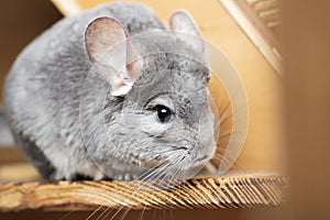 Cute gray chinchilla sitting on wooden windowsill of his cage and looking curiously, concept pet lifestyle, fluffy big mose