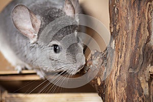 Cute gray chinchills cage and looking curiously, home pets, rodent species animals