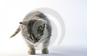 Cute gray curious kitten coming to the camera.