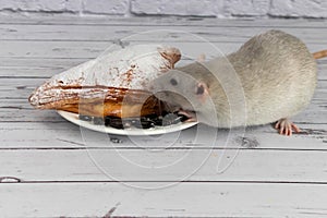 A cute gray decorative rat takes a bite of baked goods or pie. Rodent eats close-up.