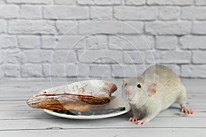 A cute gray decorative rat takes a bite of baked goods or pie. Rodent eats close-up.