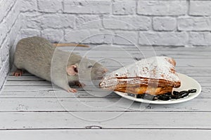 A cute gray decorative rat takes a bite of baked goods or pie. Rodent eats close-up.