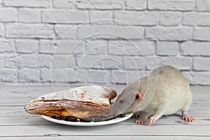 A cute gray decorative rat takes a bite of baked goods or pie. Rodent eats close-up.