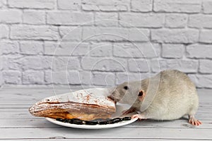 A cute gray decorative rat takes a bite of baked goods or pie. Rodent eats close-up.