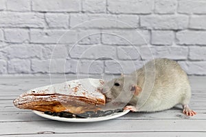 A cute gray decorative rat takes a bite of baked goods or pie. Rodent eats close-up.