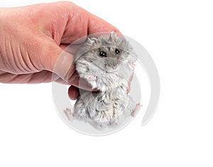 Cute gray djungarian hamster in male hand .