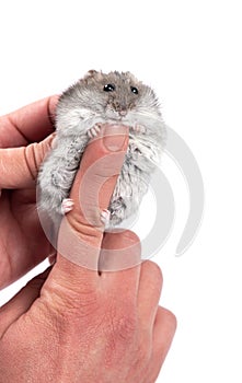 Cute gray djungarian hamster sitting on male finger .