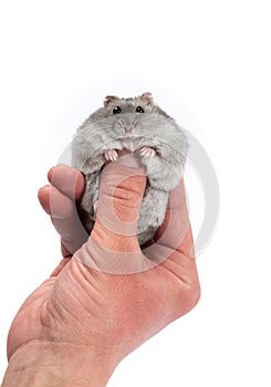 Cute gray djungarian hamster sitting on male finger isolated.