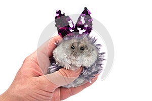 Cute gray djungarian hamster wearing a toy rabbit ears in male hand isolated