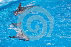 Cute gray dolphins swim in blue water. copy space, place for your text. bottlenose dolphins, wild marine mammals. blank for