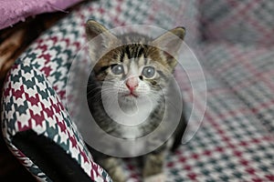 cute gray domestic Ocicat cat at home