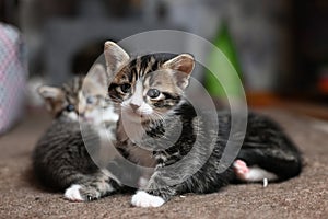 cute gray domestic Ocicat cat at home