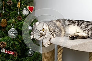 Cute gray domestic Scottish fold cat lies in a toy house, covered his nose and face, distant. Holiday depression