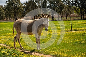 Cute gray donkey (Equus asinus) in a beautiful field with trees in the background