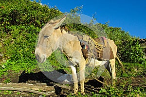 Cute gray donkey with saddle