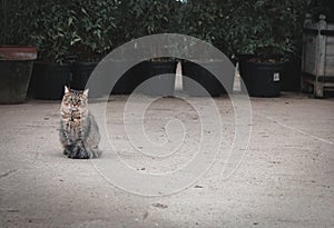 Cute gray fluffy striped cat with green eyes sitting on the asphalt near plants