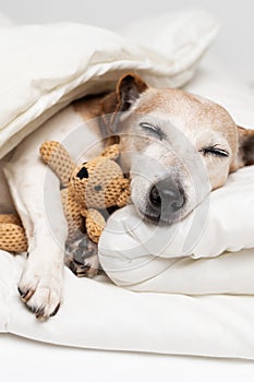 Cute gray haired dog face closed eyes sleeping hugging bear toy.