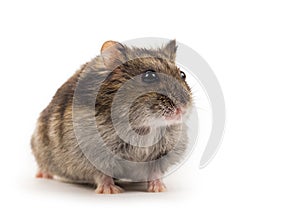 Cute gray hamster