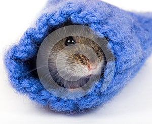 Cute gray hamster hiding in sock