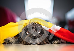 Cute gray Havanese dog laying with blurred background