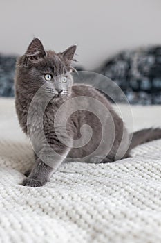 Cute gray inquisitive kitten sits on the bed in the bedroom. cute pets